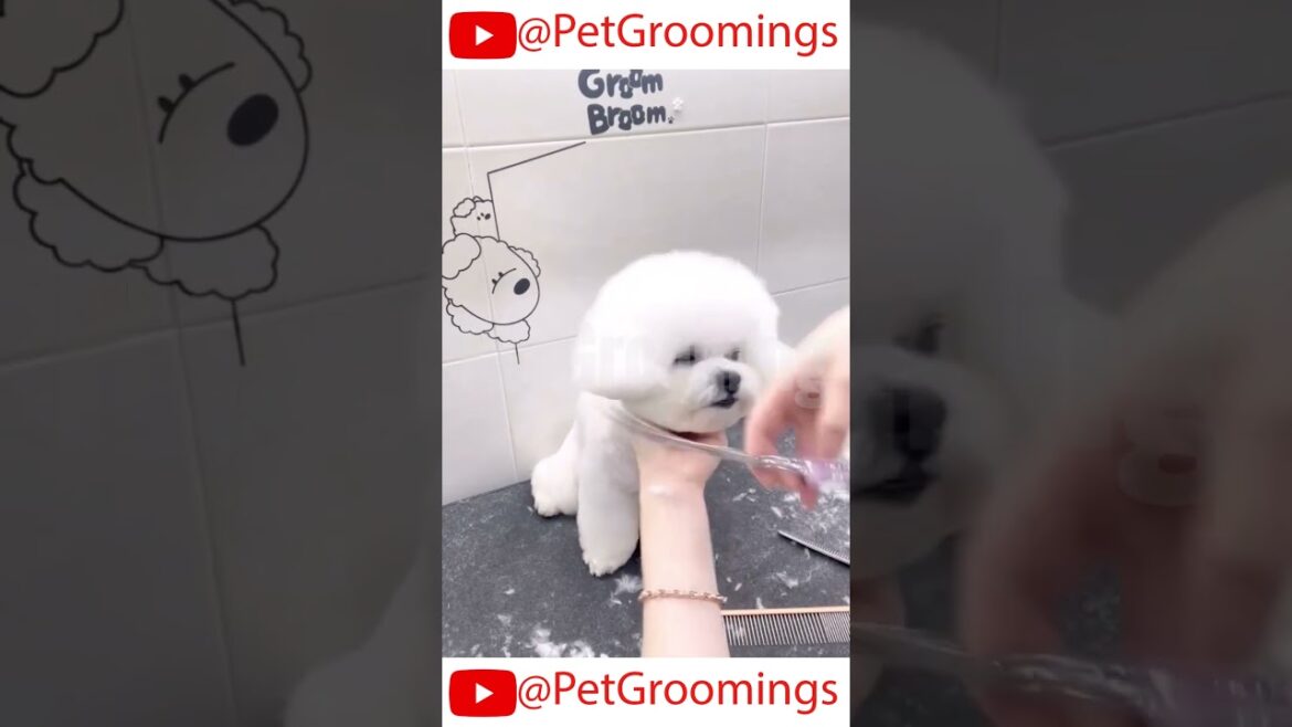 ADORABLE BICHON Gets CRAZY Haircut ! 🐶#grooming #dogbreed #groomingtime #puppy #doggroominglife