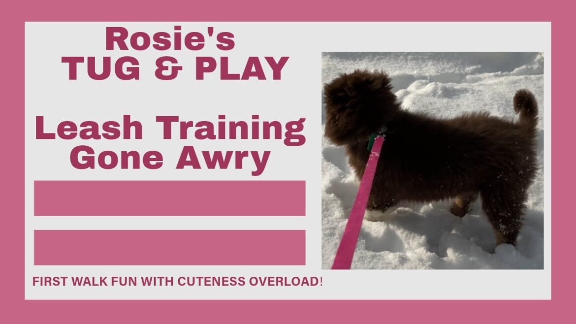 A Cute Puppy’s Hilarious First Walk! (Leash & Leap)