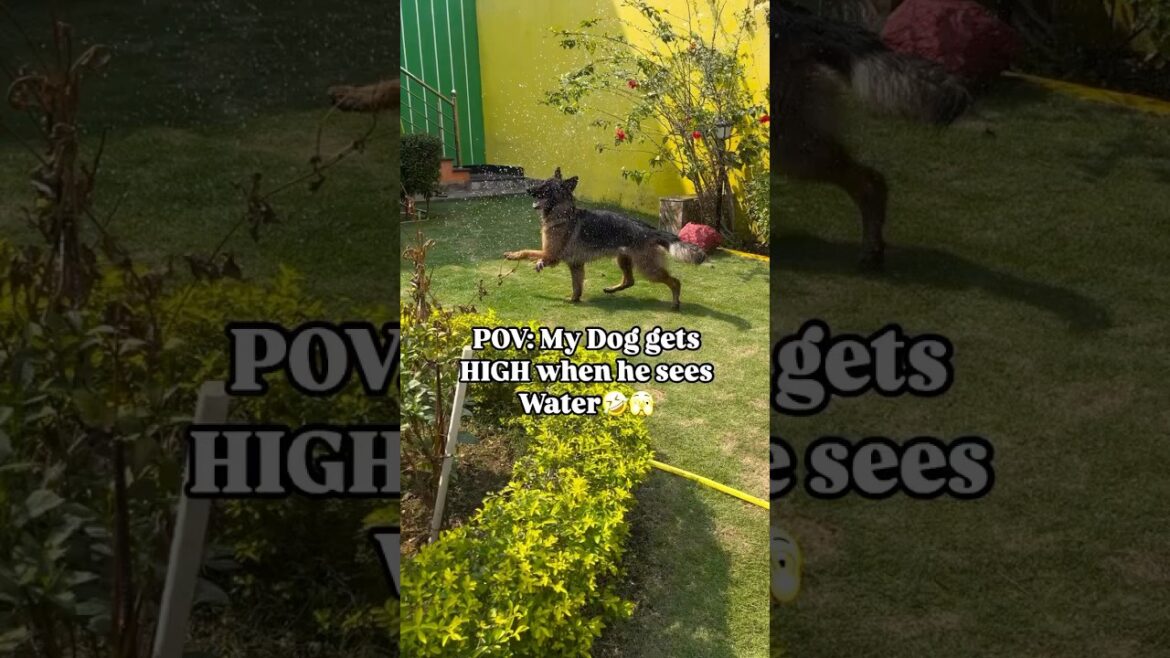 Dog parents can relate😱🤣 #shorts #dogparents #doglover #germanshepherd Dog parents can relate😱🤣 #shorts #dogparents #doglover #germanshepherd