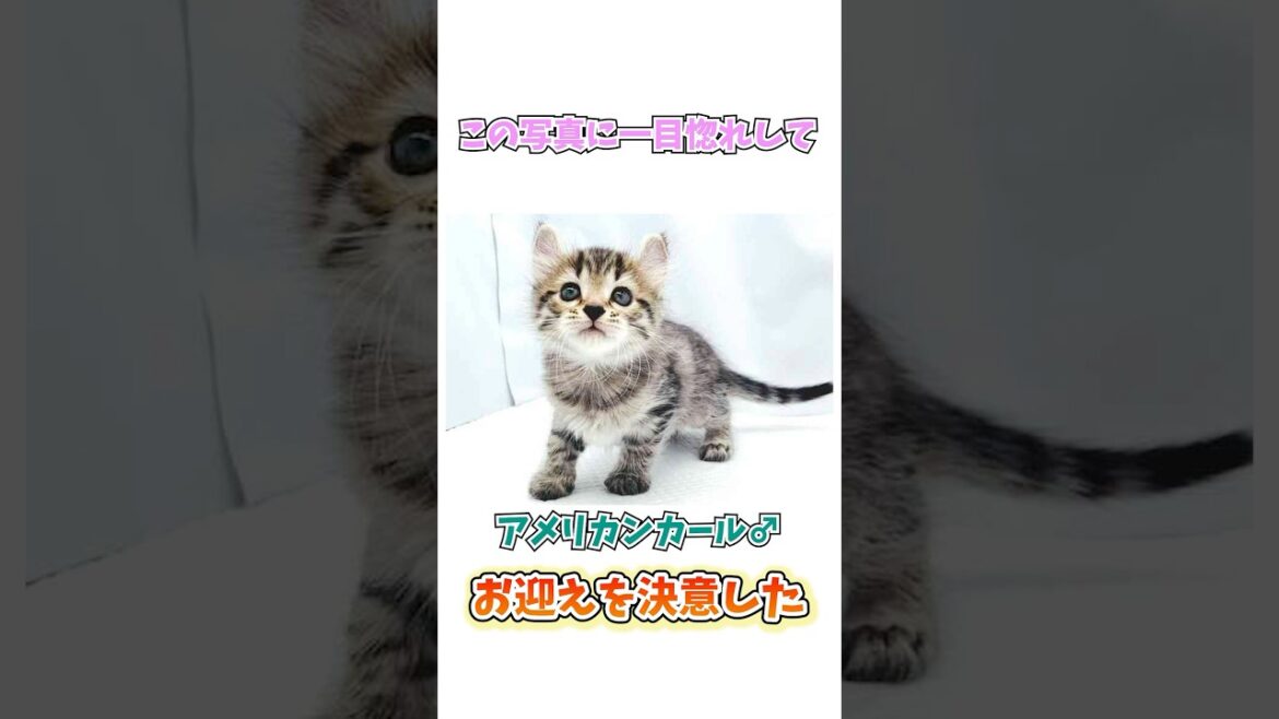 ルーの子猫時代　#ねこ #アメリカンカール