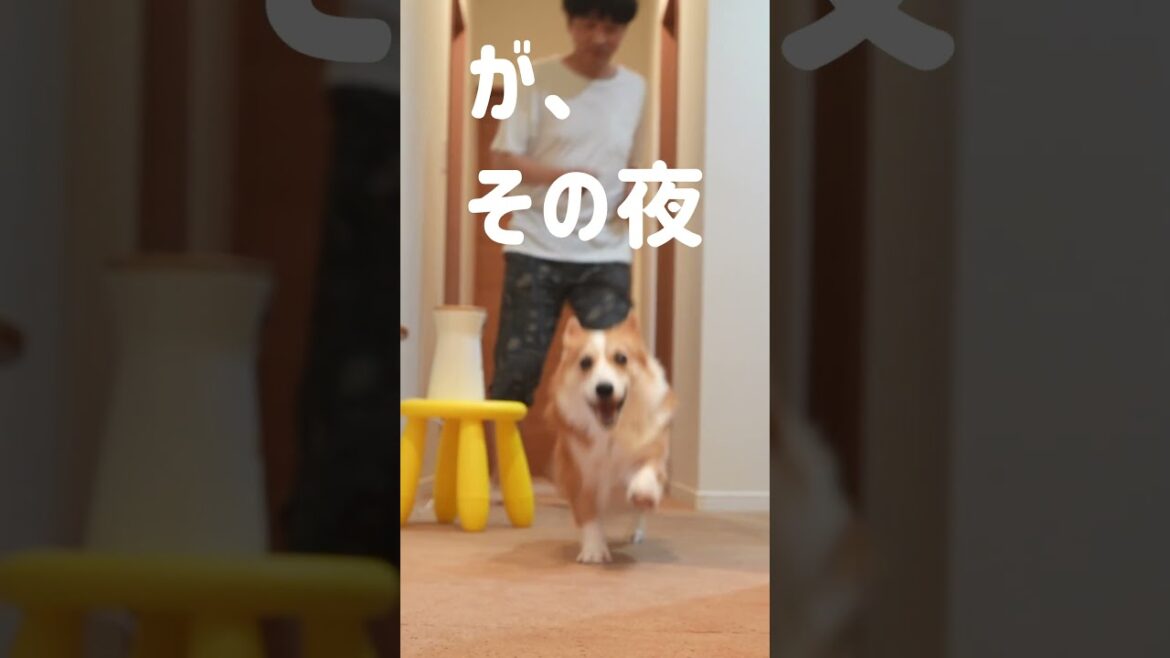 コーギーが気分屋すぎる #コギチューブ