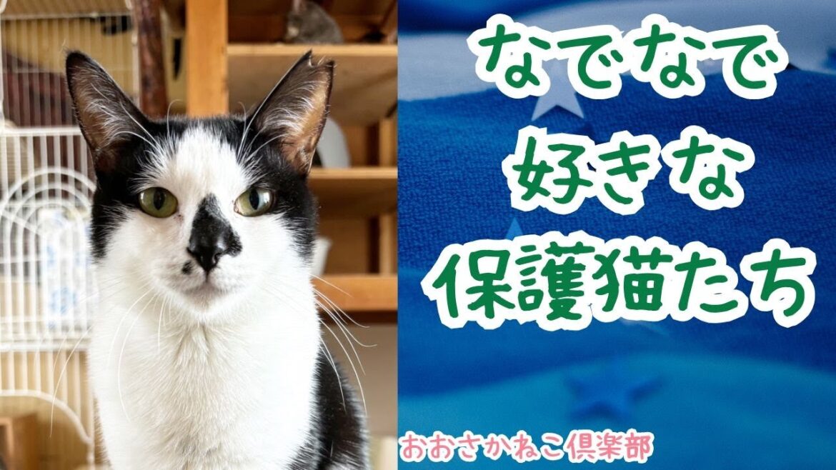 なでなで好きな保護猫たち20250117 なでなで好きな保護猫たち20250117