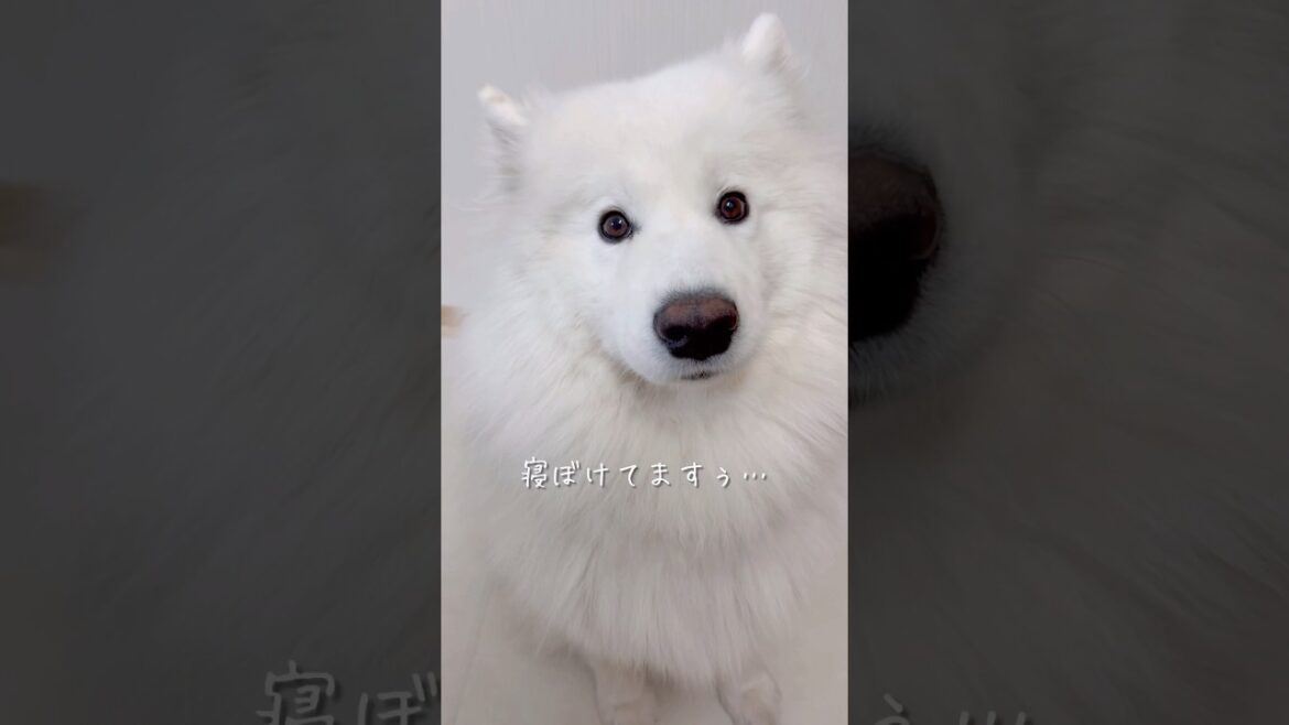 キッチン横の可愛い誘惑 #サモエド #samoyed #癒し動画