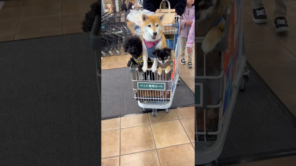 みんなで買い物🐶🐶🐶🐾#柴犬#チワワ #shorts
