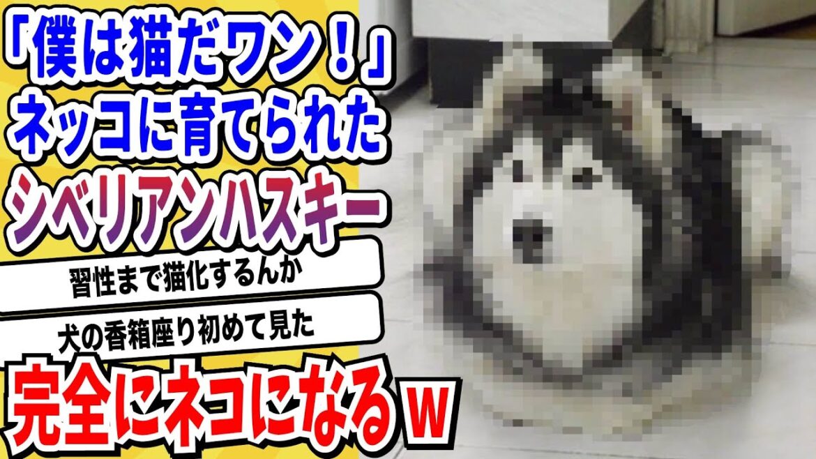 【2ch動物スレ】ネッコに育てられた「シベリアンハスキー」習性も立ち振る舞いも完全にネッコになってしまうwwwww【なんj/にちゃん 面白いスレ】