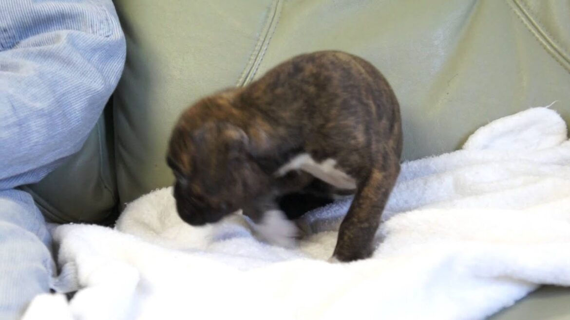 ボクサー犬の子犬2013.01.26-7