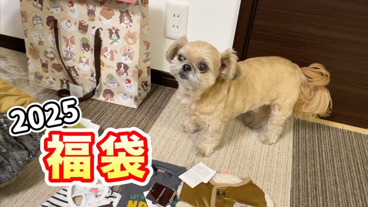 ペットパラダイスのペット用福袋を買いました チワワ×シーズー