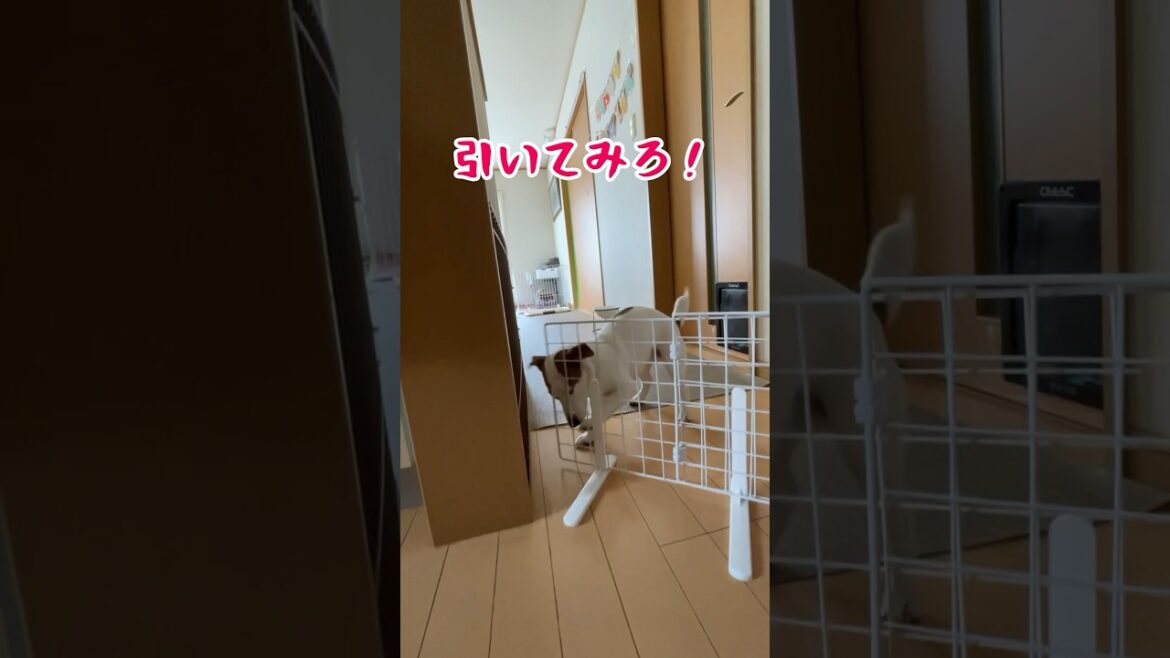子犬の成長が凄い‼️ジャックラッセルテリアのひまわり＆つばき【ひまチャンネル】#shorts#子犬#多頭飼い