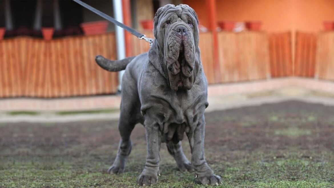 DANGEROUS & PROTECTIVE? THE NEAPOLITAN MASTIFF