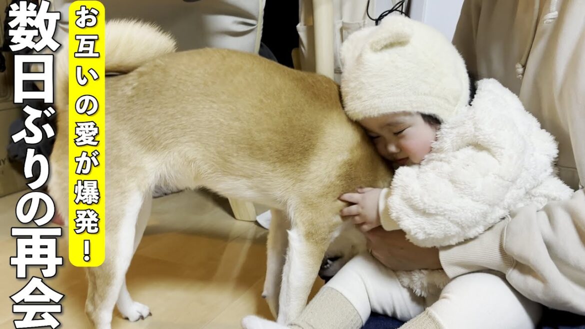 1歳児と数日ぶりの再会に感情が爆発して大暴れする柴犬 1歳児と数日ぶりの再会に感情が爆発して大暴れする柴犬