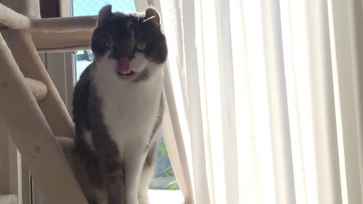 ねこを振り向かせる魔法の呪文 #アメリカンカール #たぴ