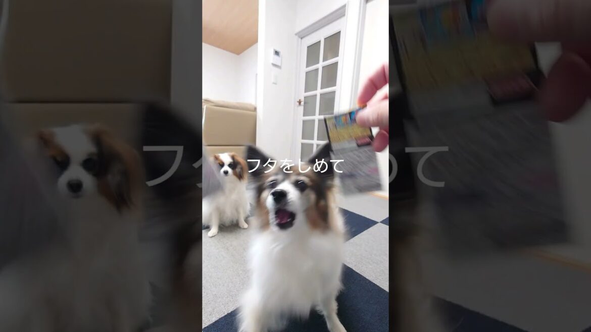 チョコボールの箱が丁度いい #犬のおやつ #パピヨン #犬のいる生活