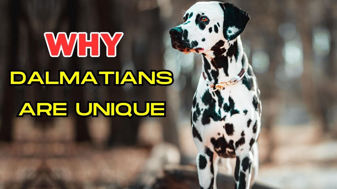 7 WAYS DALMATIAN DOGS ARE DIFFERENT FROM OTHER DOGS 7 WAYS DALMATIAN DOGS ARE DIFFERENT FROM OTHER DOGS