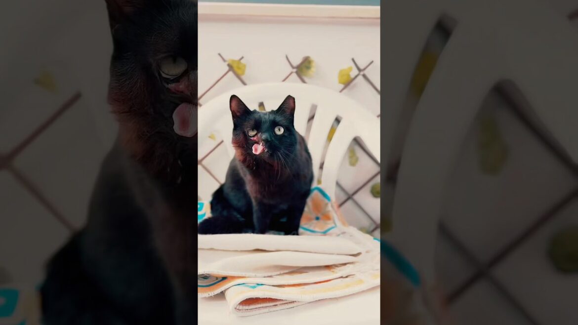 Oh she can make some moves this one! 👌💯 #cats #meaow #shorts