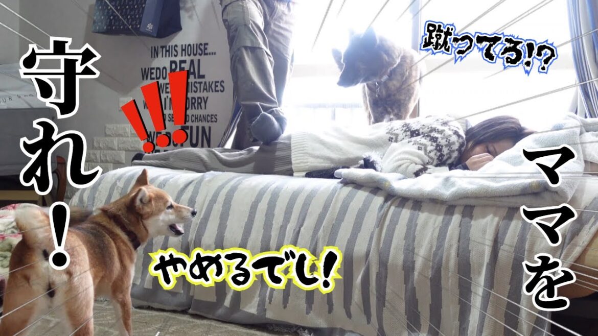 パパがママを蹴ってる⁉ママを守ろうと奮闘する柴犬と甲斐犬!【柴犬・甲斐犬】#甲斐犬 #柴犬 #vlog パパがママを蹴ってる⁉ママを守ろうと奮闘する柴犬と甲斐犬!【柴犬・甲斐犬】#甲斐犬 #柴犬 #vlog