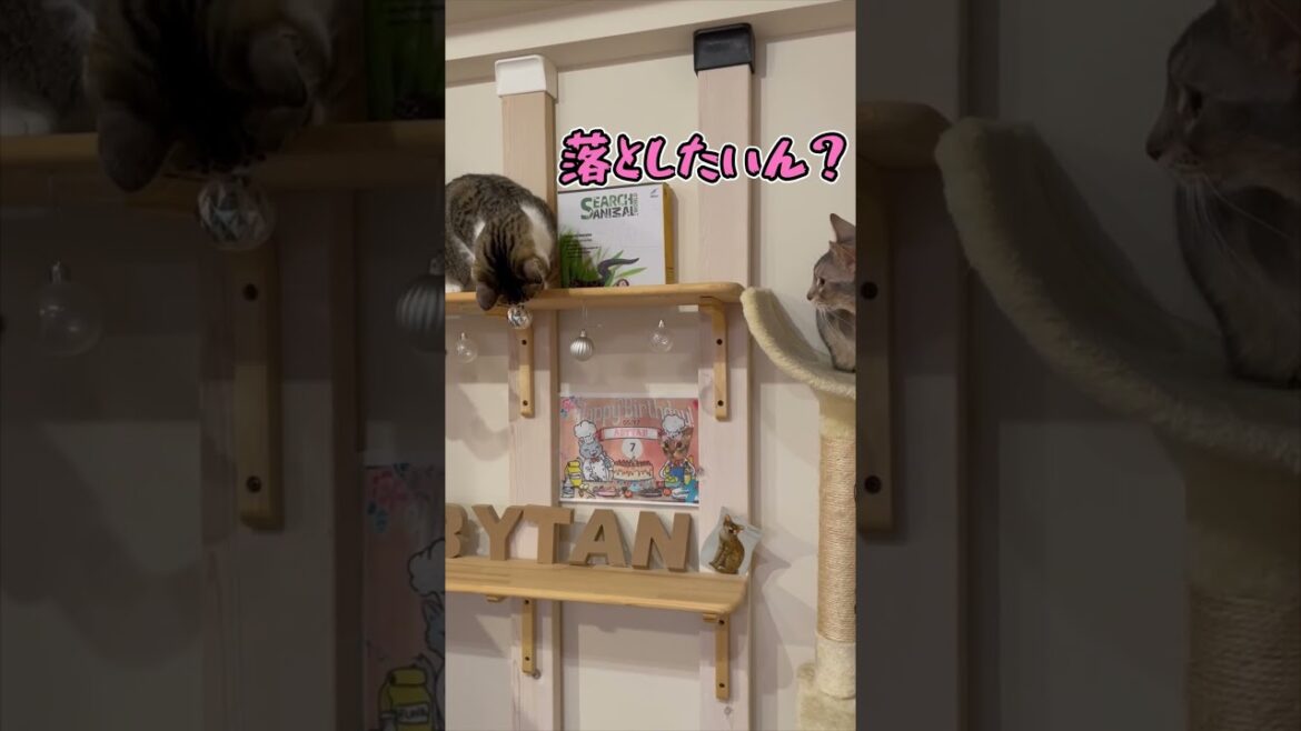 ニャン斗の拳8 #shorts #猫 #アビシニアン ニャン斗の拳8 #shorts #猫 #アビシニアン