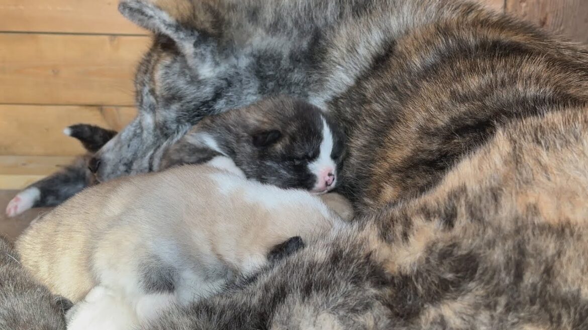 秋田犬の親子　癒しの日々