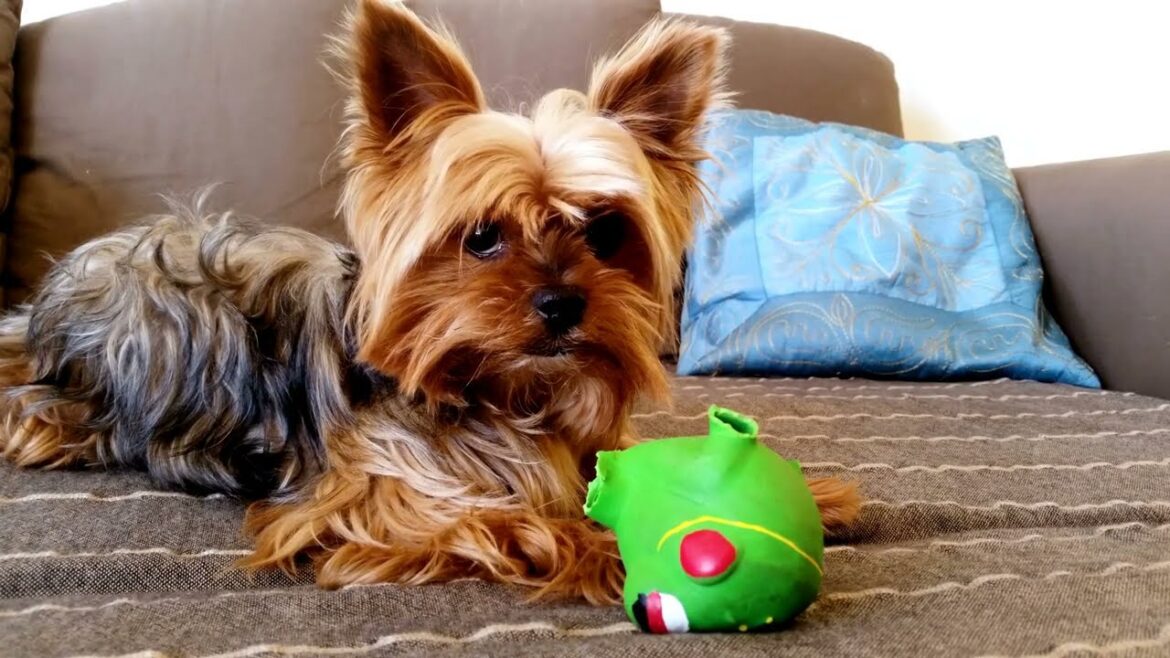 Why Yorkshire Terrier (Yorkie)Makes the Best Pets!#yorkshire#doglovers Why Yorkshire Terrier (Yorkie)Makes the Best Pets!#yorkshire#doglovers