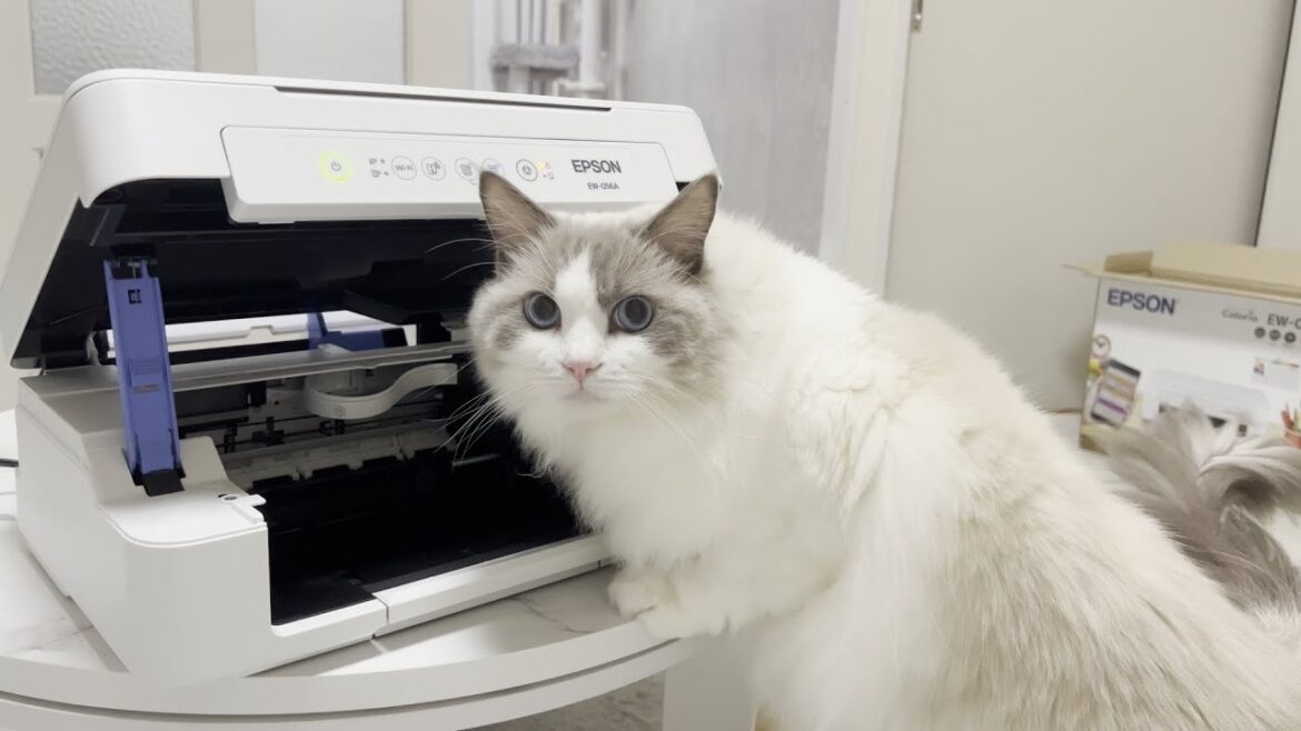 生まれて初めて見るプリンターに夢中になるラグドール猫が可愛いすぎた。