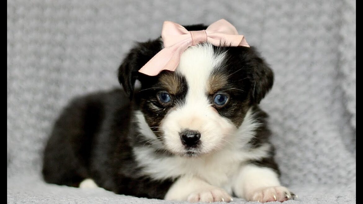 Mini Australian Shepherd Mix Puppies for Sale