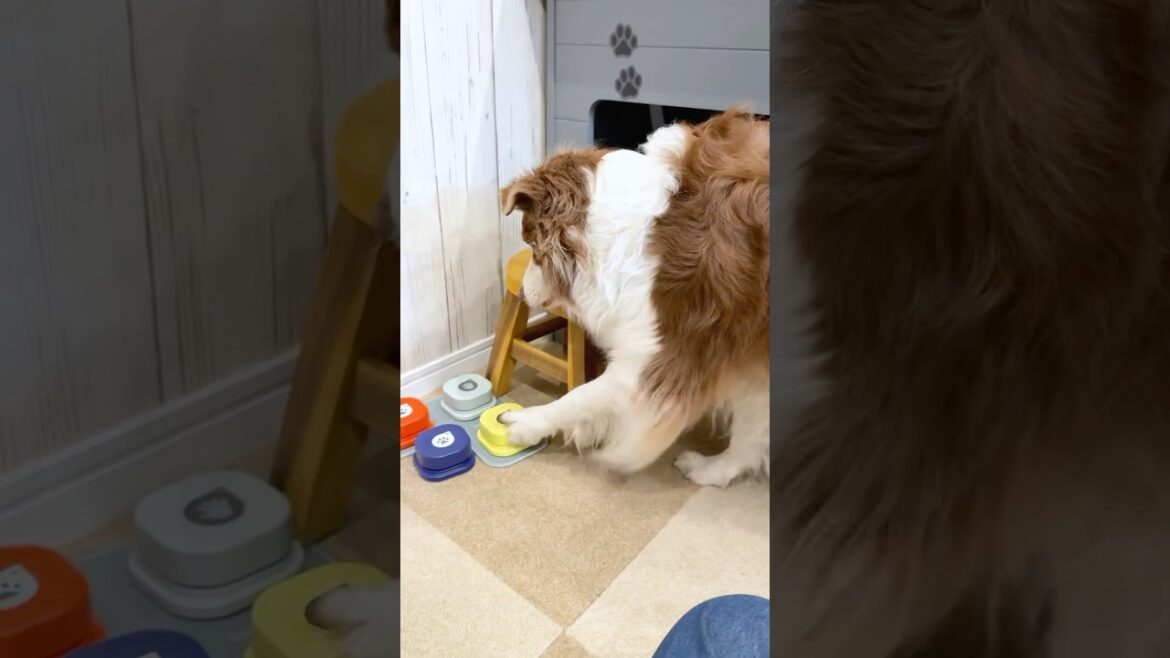 犬達が会話ボタンを使いこなしすぎて忙しい😂【ボーダーコリー・オーストラリアンシェパード】#shorts