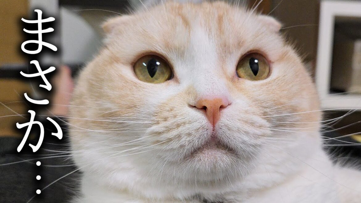 売れ残った猫や犬を見つけました...