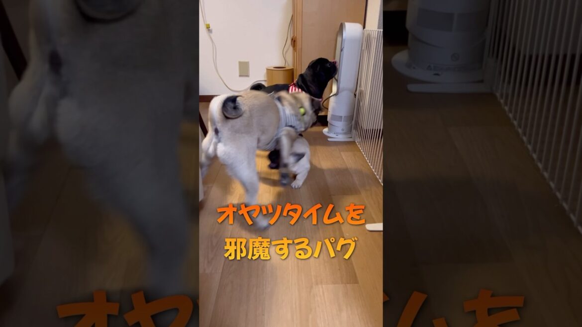 オヤツタイムを邪魔するパグ#shorts #puppy #pug #dog #癒し #パグ #犬のいる生活 #モンティラパグパグ