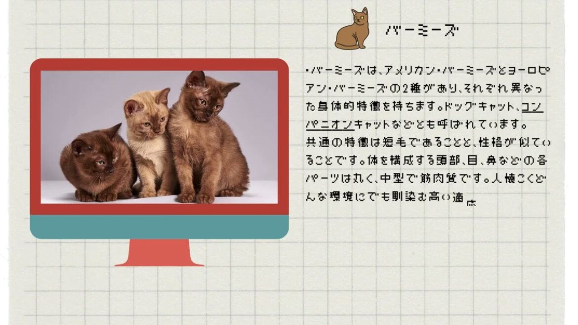 【バーミーズ】ペットリフォームならセラフ榎本　犬猫のためのリフォーム　愛犬　ペット快適環境　東京都　埼玉県　神奈川県