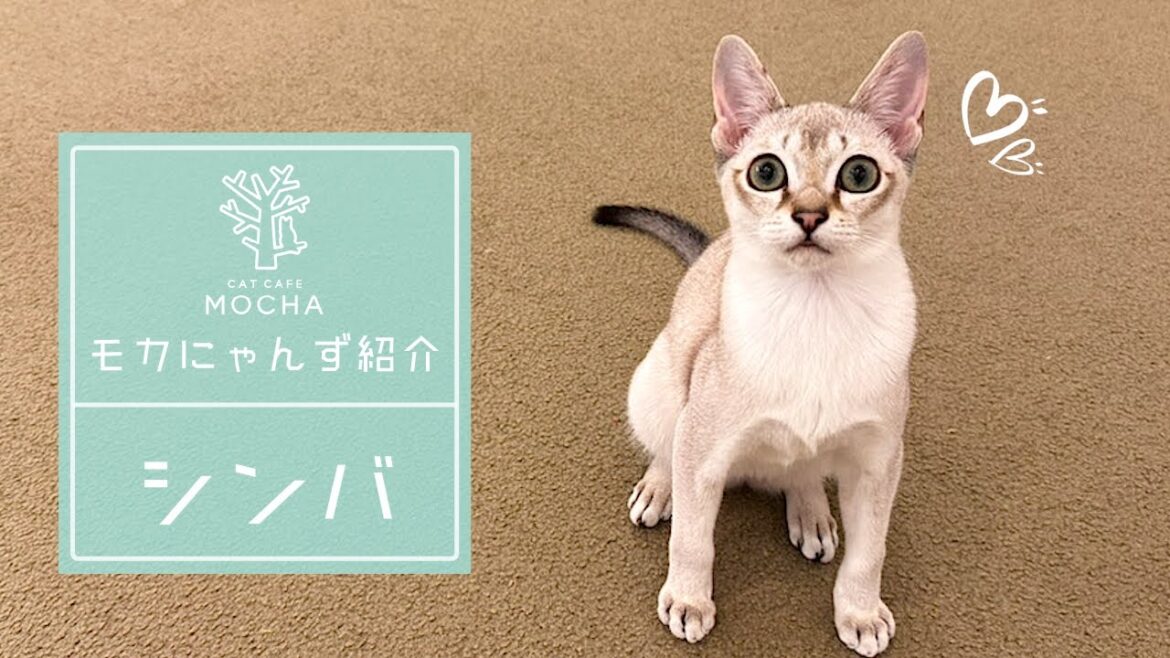 シンバ（シンガプーラ♂）イオンレイクタウン店