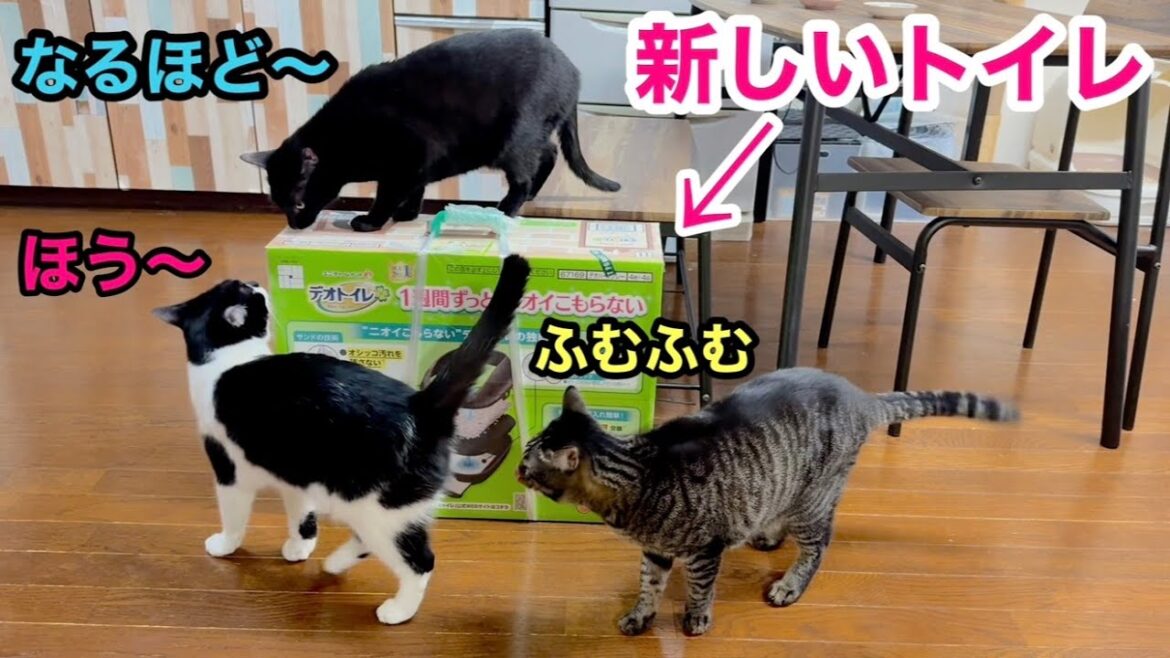 布団にオシッコされたので新しいトイレを買ってみた😂