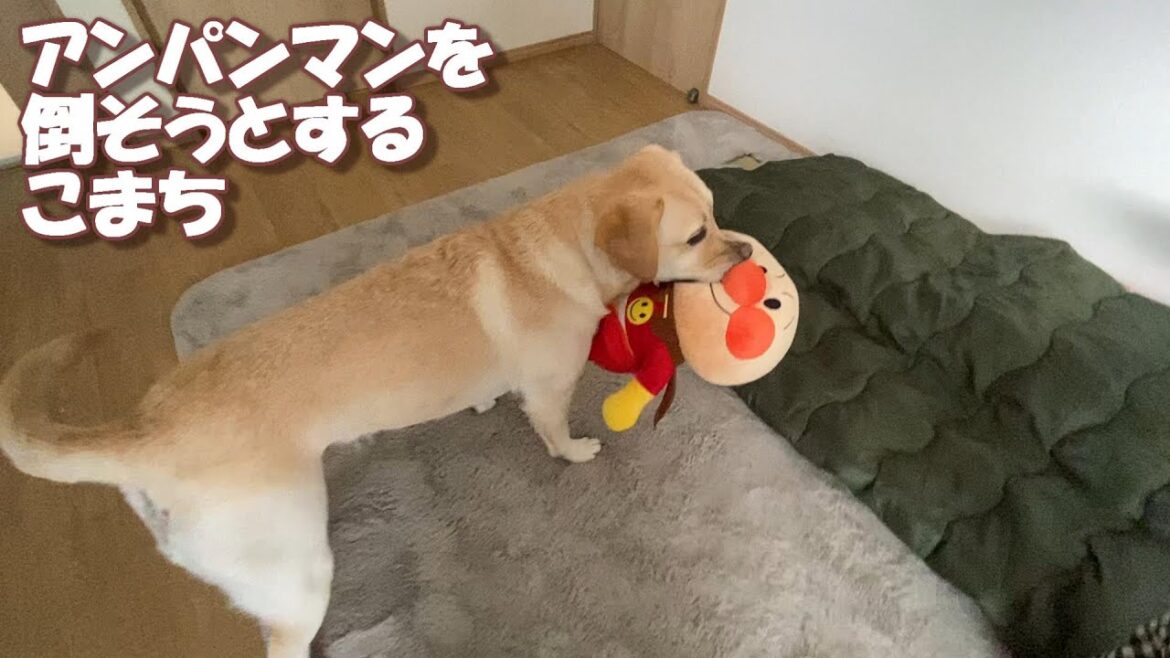 やさしいアンパンマンをいじめるラブラドールレトリバー【こまちの日常動画】