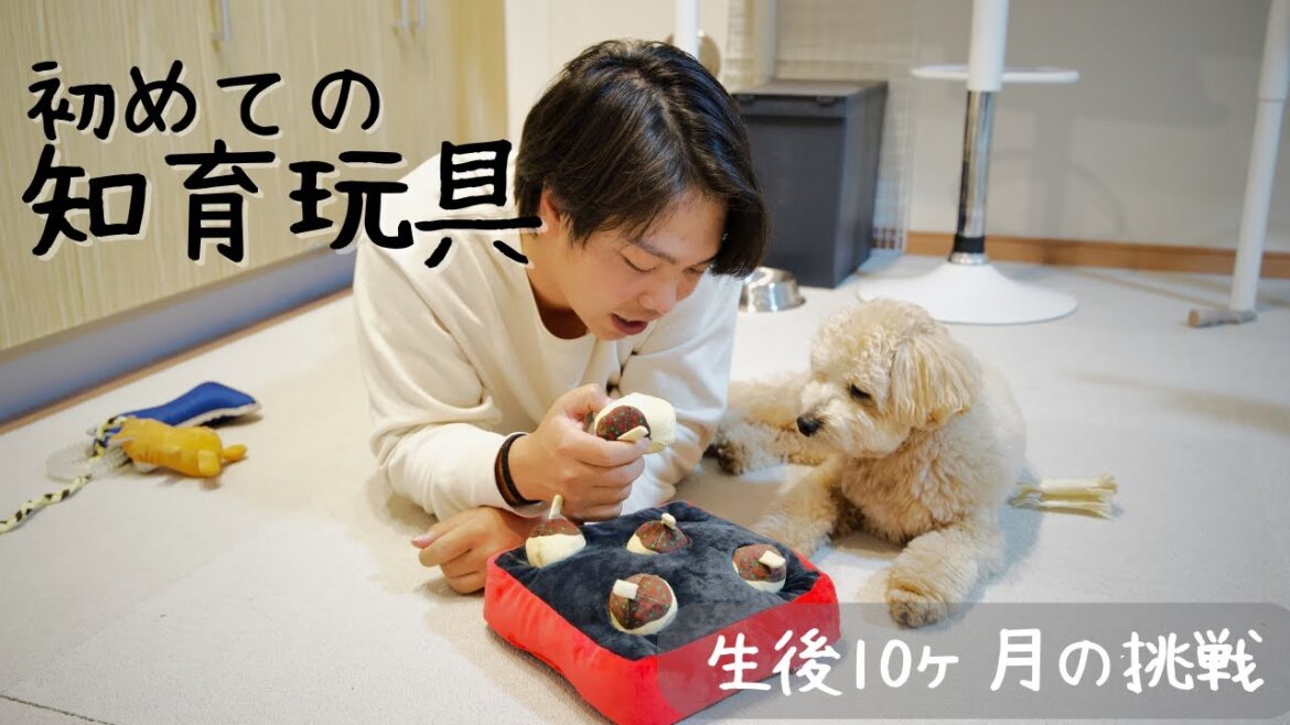 【可愛すぎる】元気すぎる子犬に初めての知育おもちゃをあげた結果…