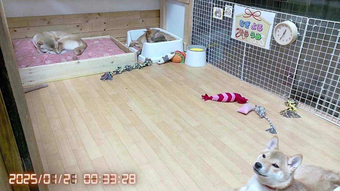 柴犬なつ！子育て生配信【生後133日】柴犬レボリューションという歌を作りました。