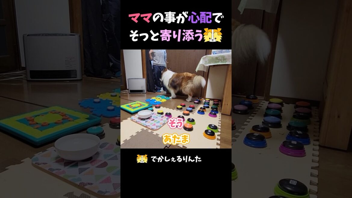 ママの事が心配でそっと寄り添うシェルティ【会話ボタンでしゃべる犬】 #shorts #dog ママの事が心配でそっと寄り添うシェルティ【会話ボタンでしゃべる犬】 #shorts #dog