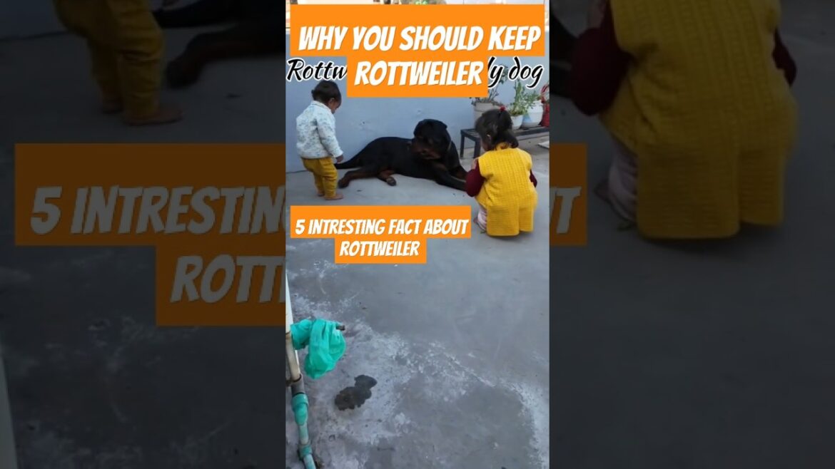 Five fact about Rottweiler | Fact | Factshorts | shorts | Rottweiler | dog #shorts #ytshorts #short Five fact about Rottweiler | Fact | Factshorts | shorts | Rottweiler | dog #shorts #ytshorts #short