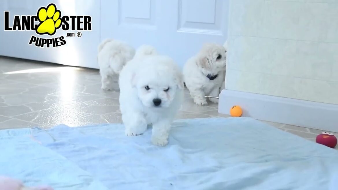 Cuddly Bichon Frise Puppies
