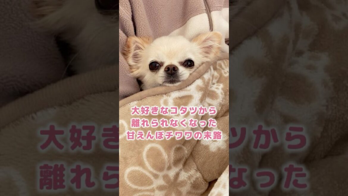 大好きなコタツから離れられなくなった甘えんぼチワワの末路 #shorts 大好きなコタツから離れられなくなった甘えんぼチワワの末路 #shorts