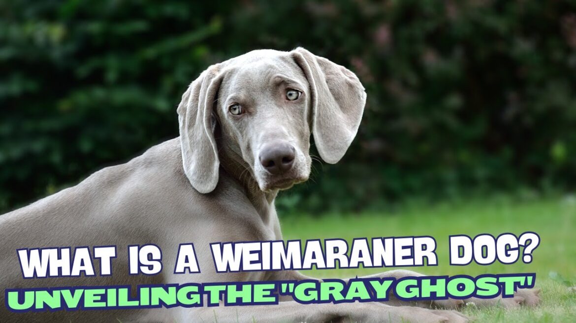 What is a Weimaraner Dog? Unveiling the “Gray Ghost” 🌫️ What is a Weimaraner Dog? Unveiling the "Gray Ghost" 🌫️
