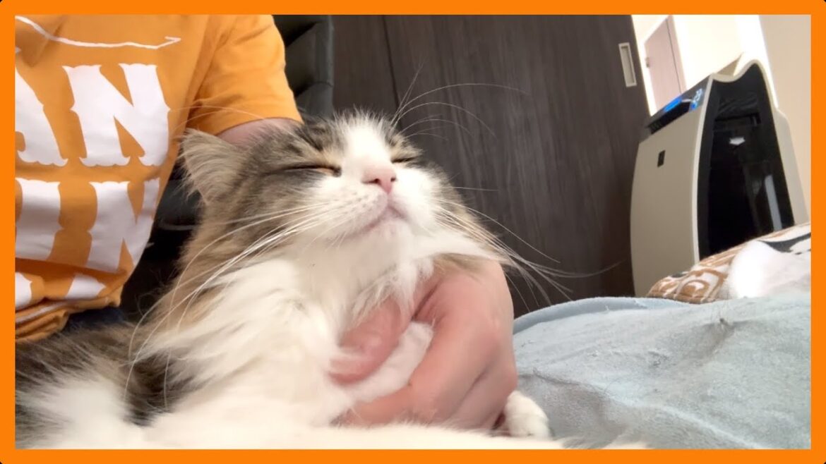 猫と暮らす日常 #4 〜ゴロゴロ鳴らす甘えん坊猫〜 猫と暮らす日常 #4 〜ゴロゴロ鳴らす甘えん坊猫〜