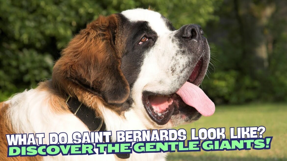 What Do Saint Bernards Look Like? Discover the Gentle Giants! 🐶🏔️