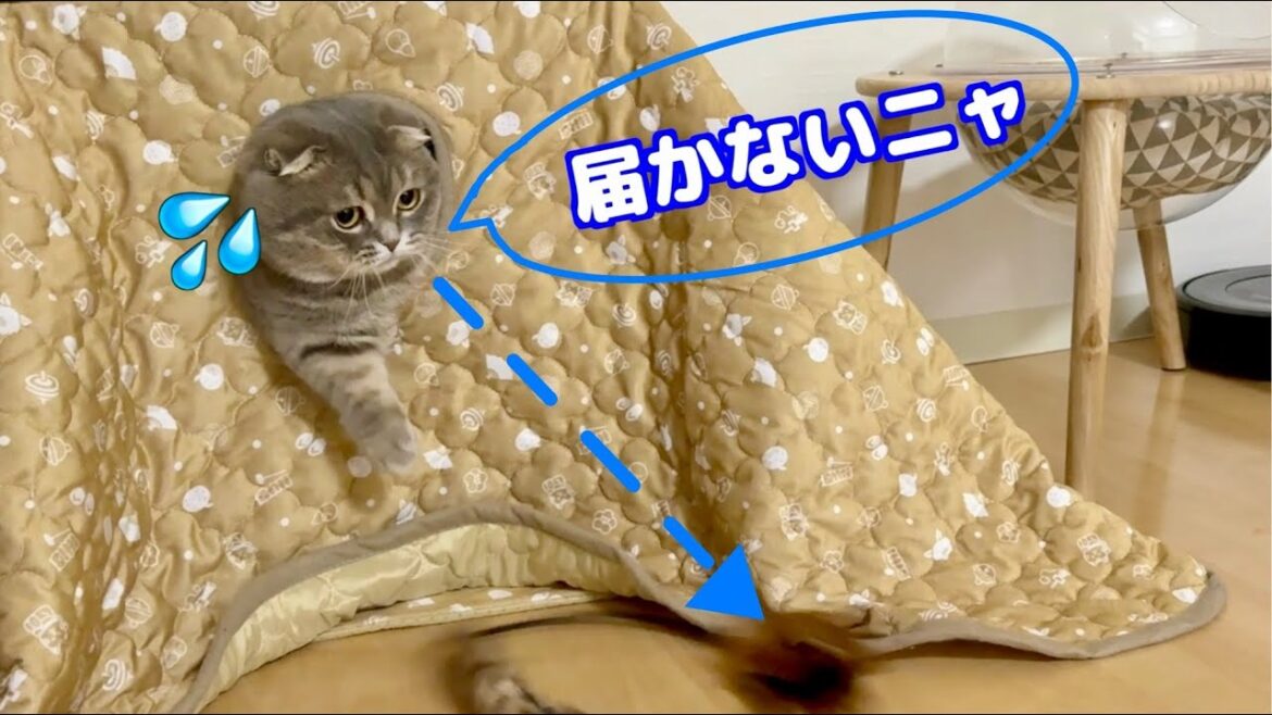 獲物を狙うも手が短すぎて届かないマンチカンが可愛すぎた