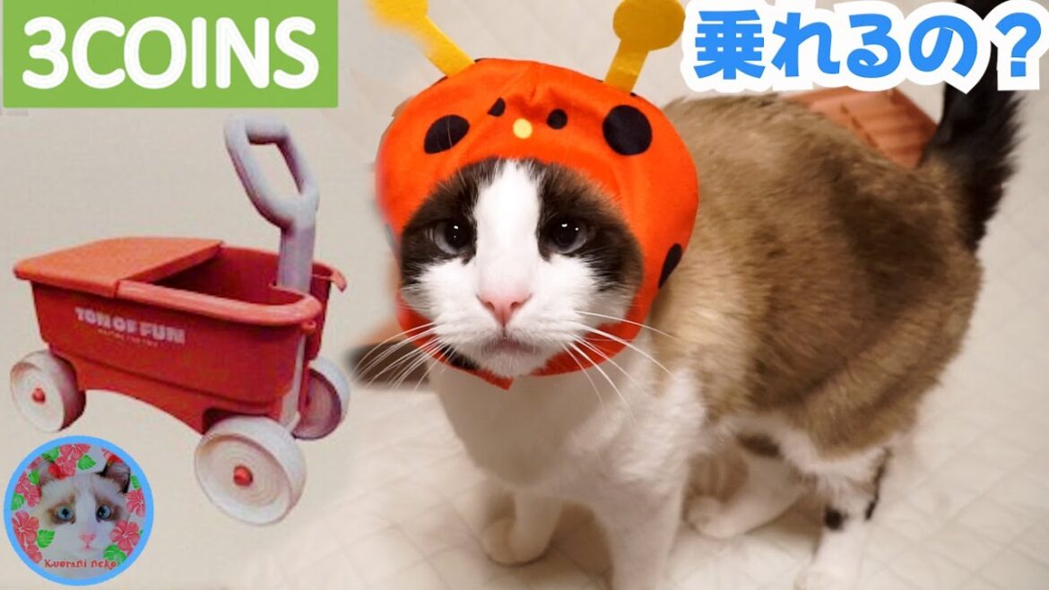【3COINS】てんとう虫を被った猫は子供用玩具のワゴンに乗れるのでしょうか? 【3COINS】てんとう虫を被った猫は子供用玩具のワゴンに乗れるのでしょうか?