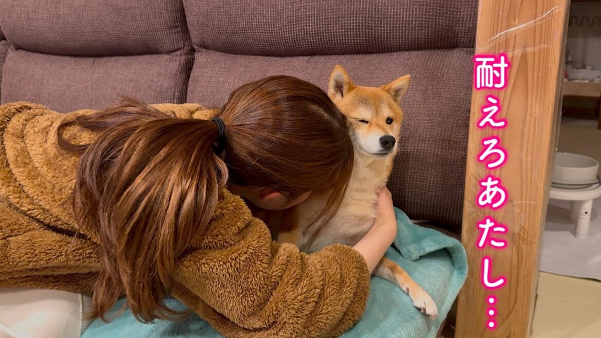 ママの犬吸いに文句を言いながらも耐える柴犬が可愛い