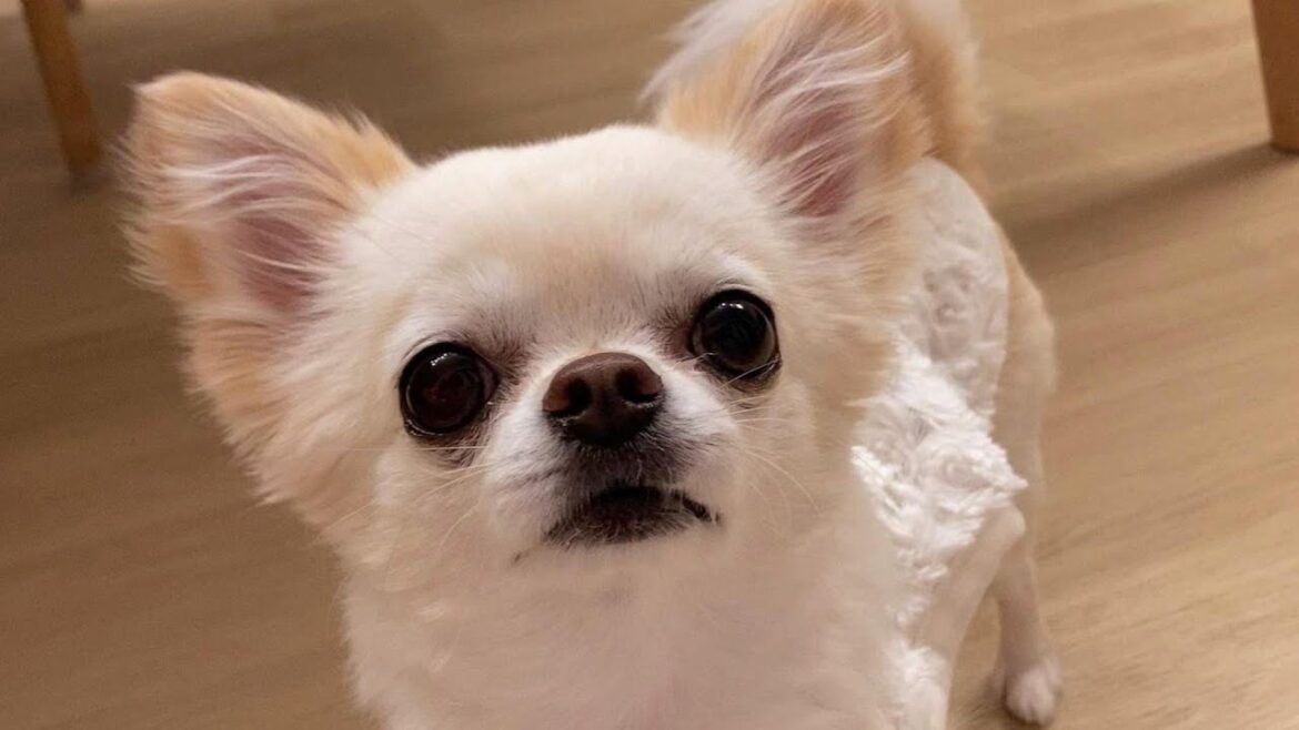 「可愛い」とたくさん言われて嬉しくなってしまった甘えんぼチワワが可愛すぎた 「可愛い」とたくさん言われて嬉しくなってしまった甘えんぼチワワが可愛すぎた