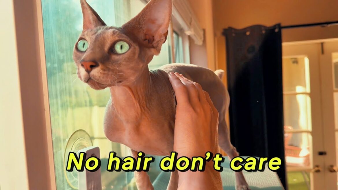 Cute Sphynx Cats vlog (๑•͈ᴗ•͈) New House! Cute Sphynx Cats vlog (๑•͈ᴗ•͈) New House!