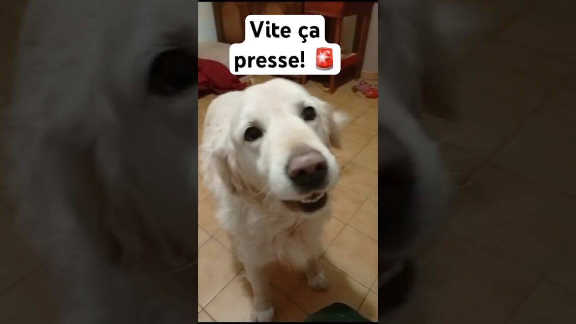 Quand c’est l’heure de sortir! 🚨 #shorts Quand c’est l’heure de sortir! 🚨 #shorts