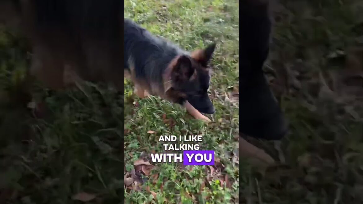 Oh the sweet differences. Do we do hashtags here? 😂 #newhere #dogs #doberman #germanshepherd