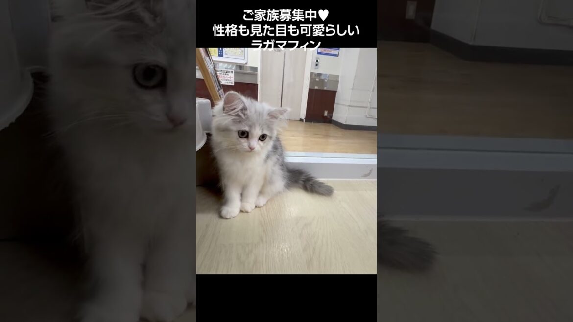 性格も見た目も可愛らしいラガマフィン😺【横浜ペットショップ ベルドック】#shorts #猫動画 #猫のいる暮らし #ラガマフィン