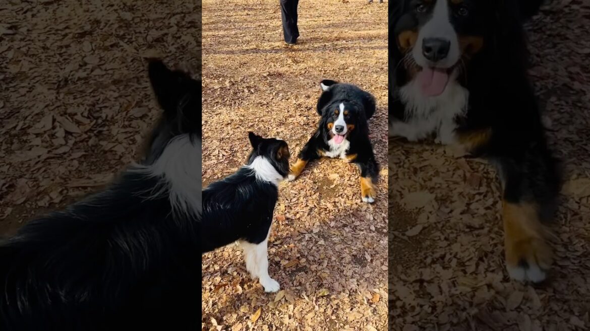 代々木公園で大はしゃぎ！バーニーズとオーストラリアンシェパードの追いかけっこ🐾