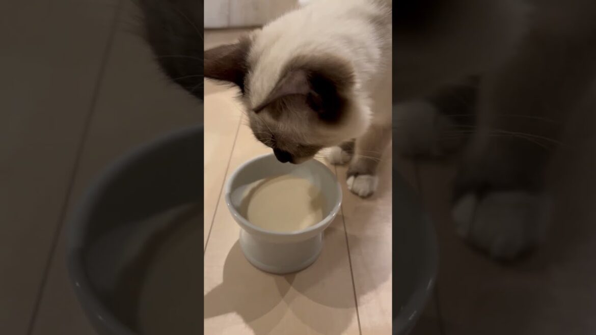 Azulの初めてのヤギミルク #cat #ねこのいる生活 #ねこ #ラグドール